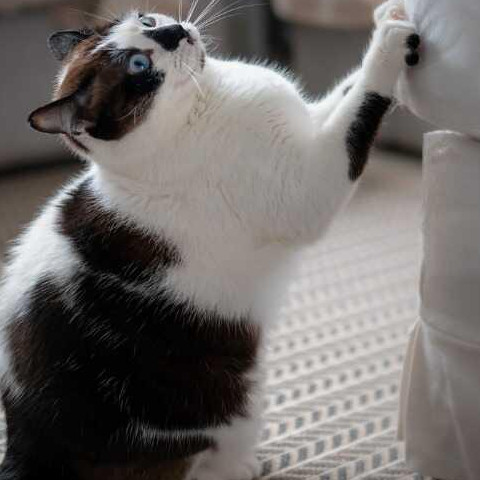 Chat qui gratte les meubles