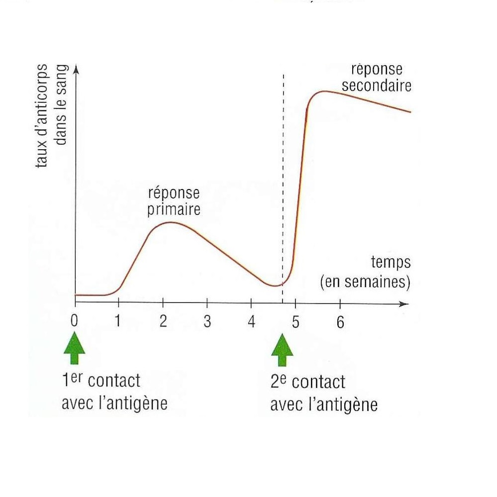 Courbe efficacité vaccins
