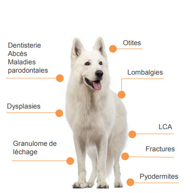 Les indications du laser thérapeutique chez le chien