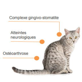 Les indications du laser thérapeutique chez le chat