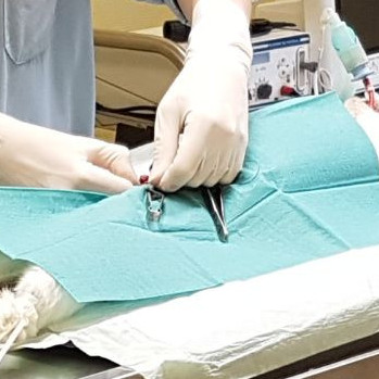 CHIRURGIE