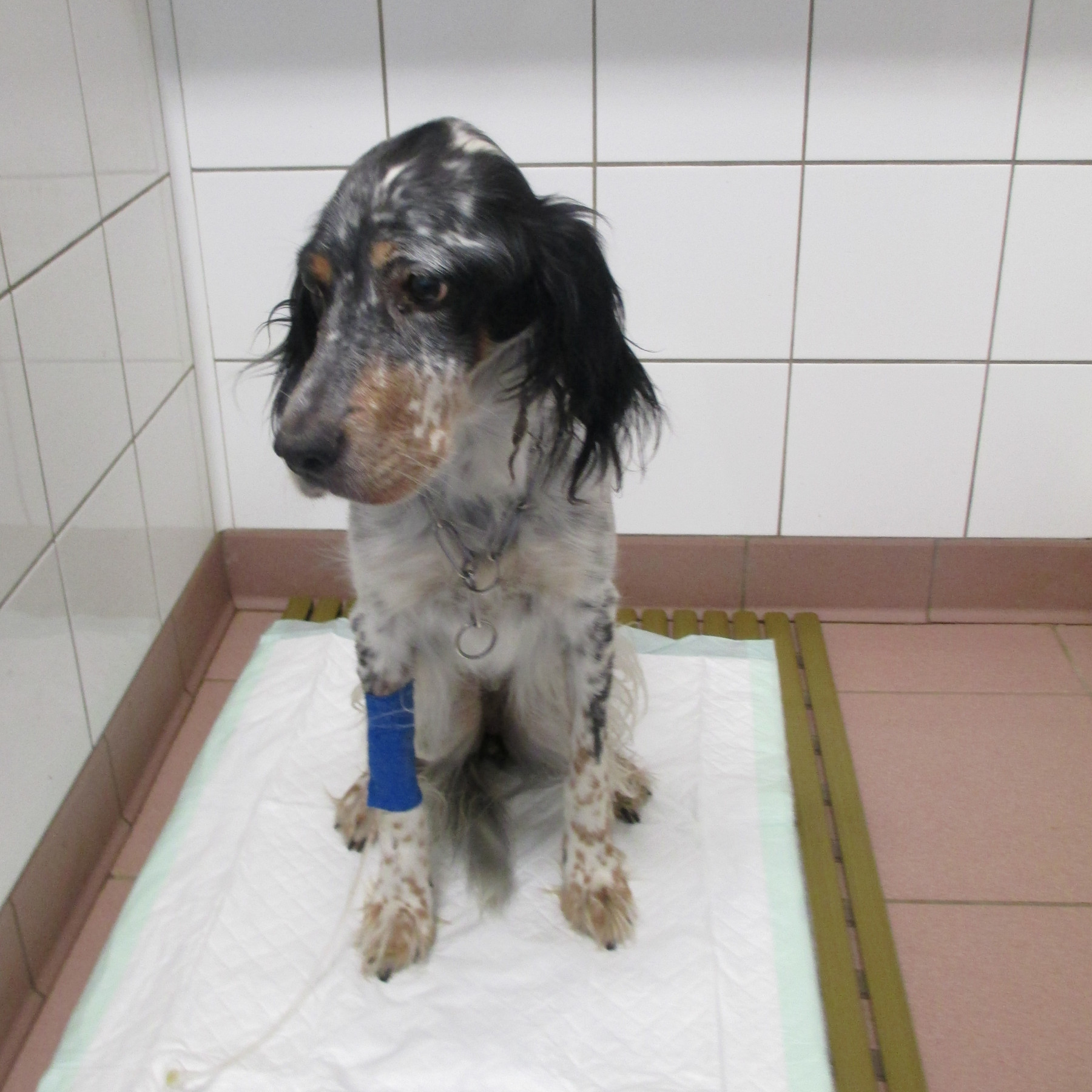 Hospitalisation Chien