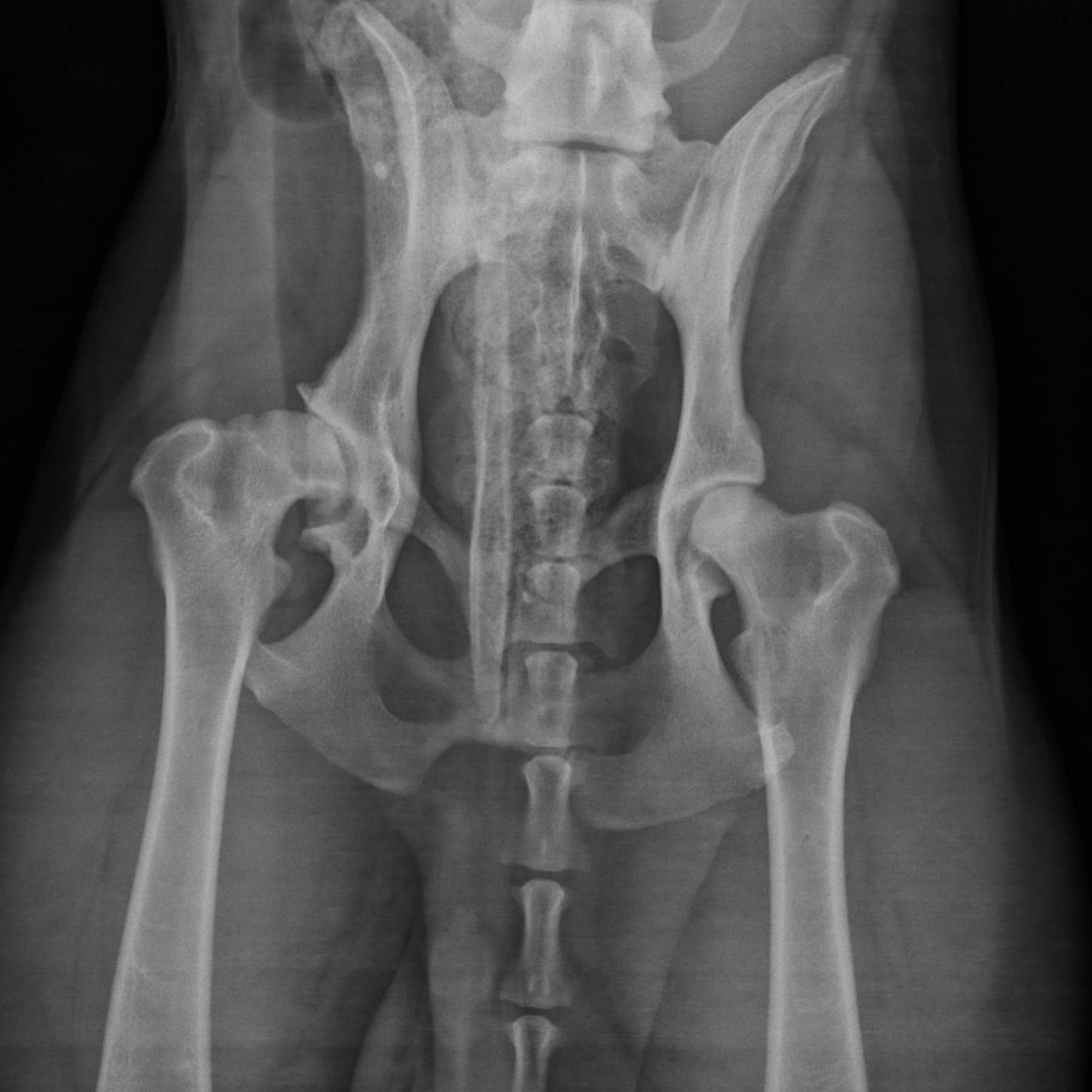 L’imagerie médicale