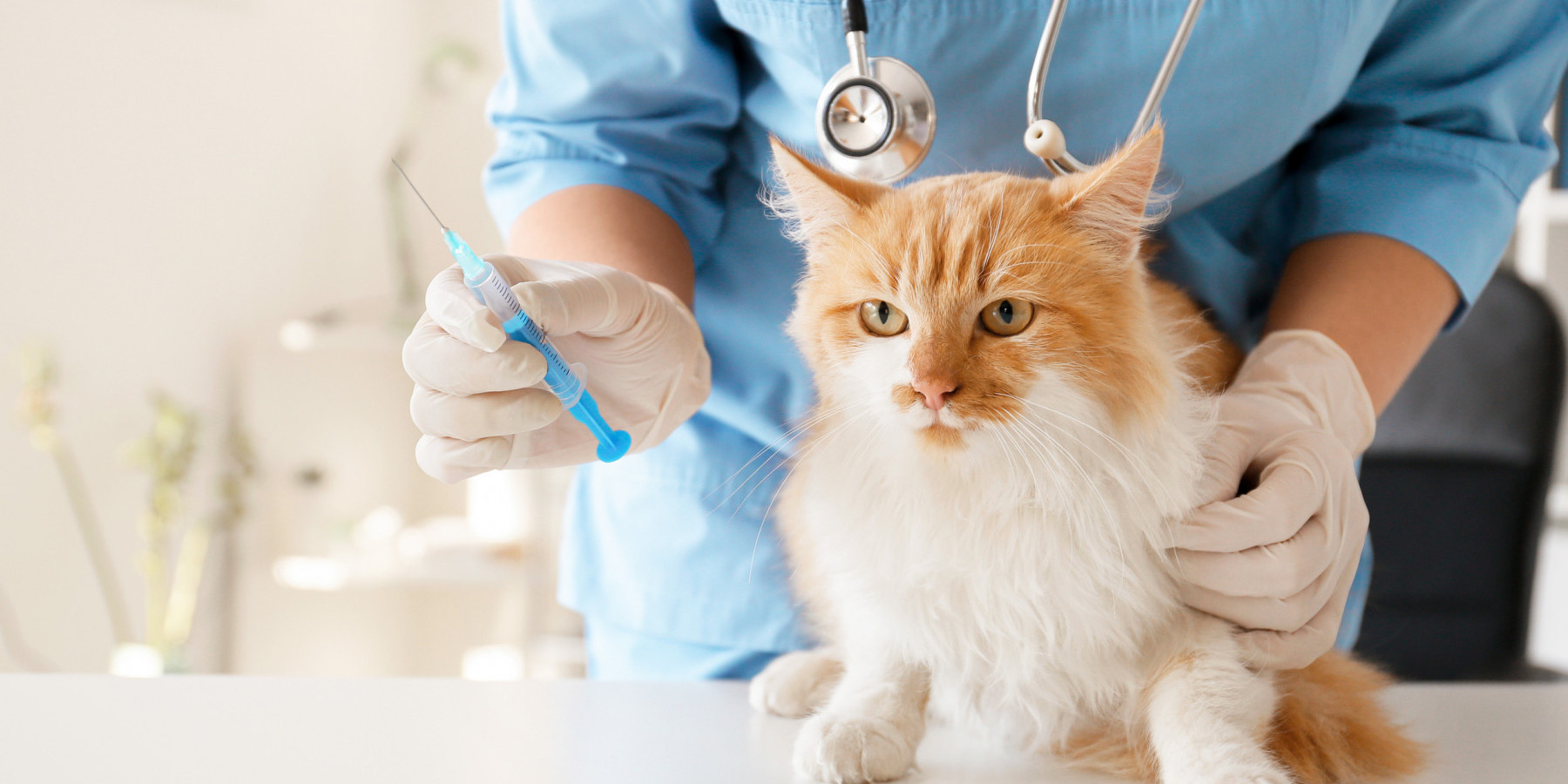 veterinaire-magny-cours-consultation