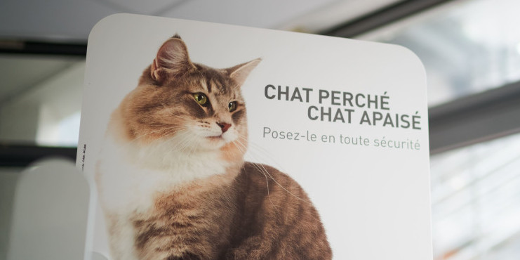 Accueil des chats
