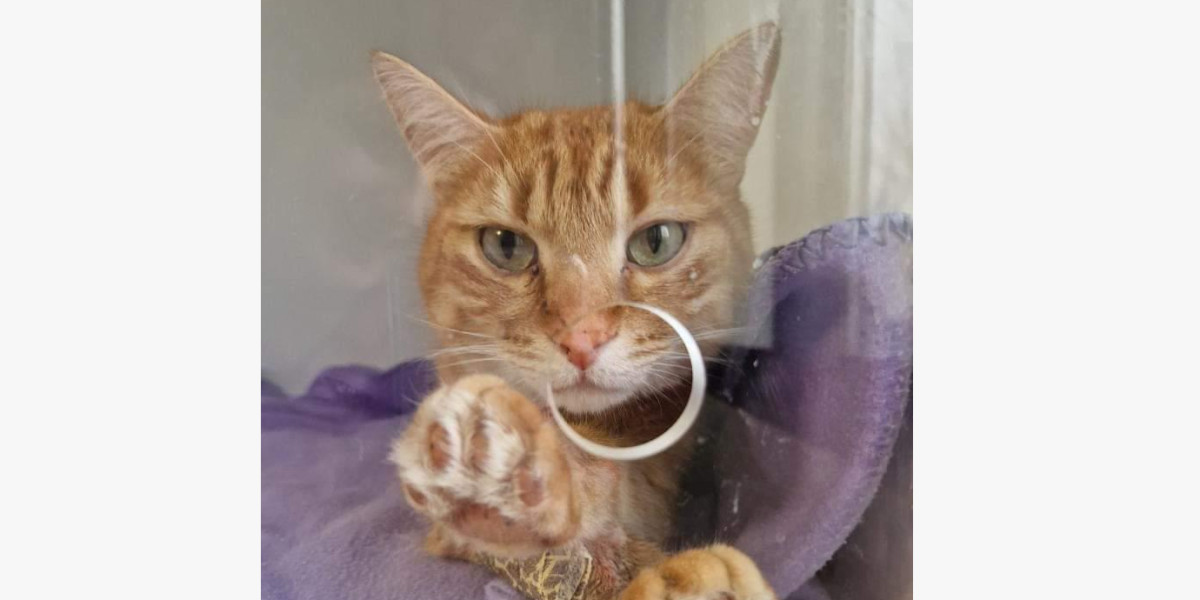 CHAT cat friendly veterinaire 44360