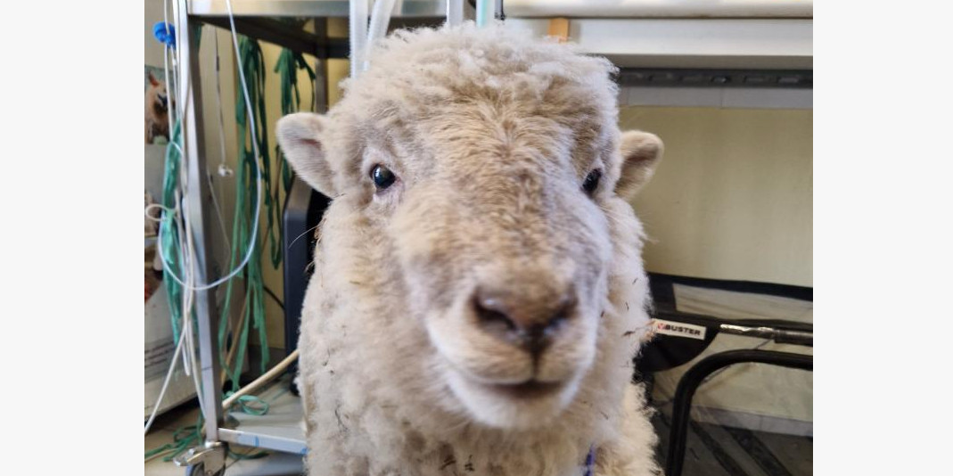 mouton veterinaire 44360