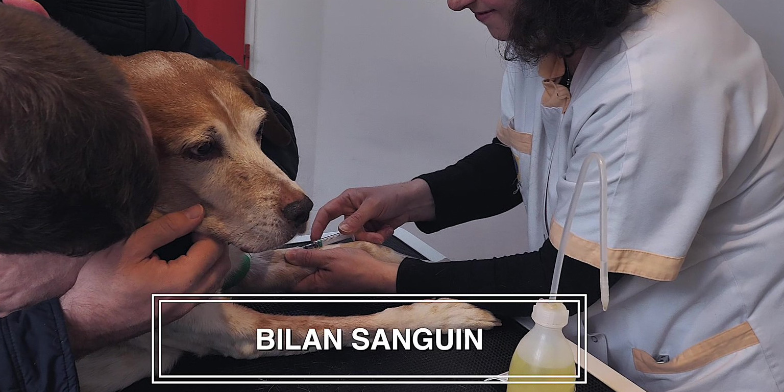 O'ptits soins-4k_Moment Bilan sanguin