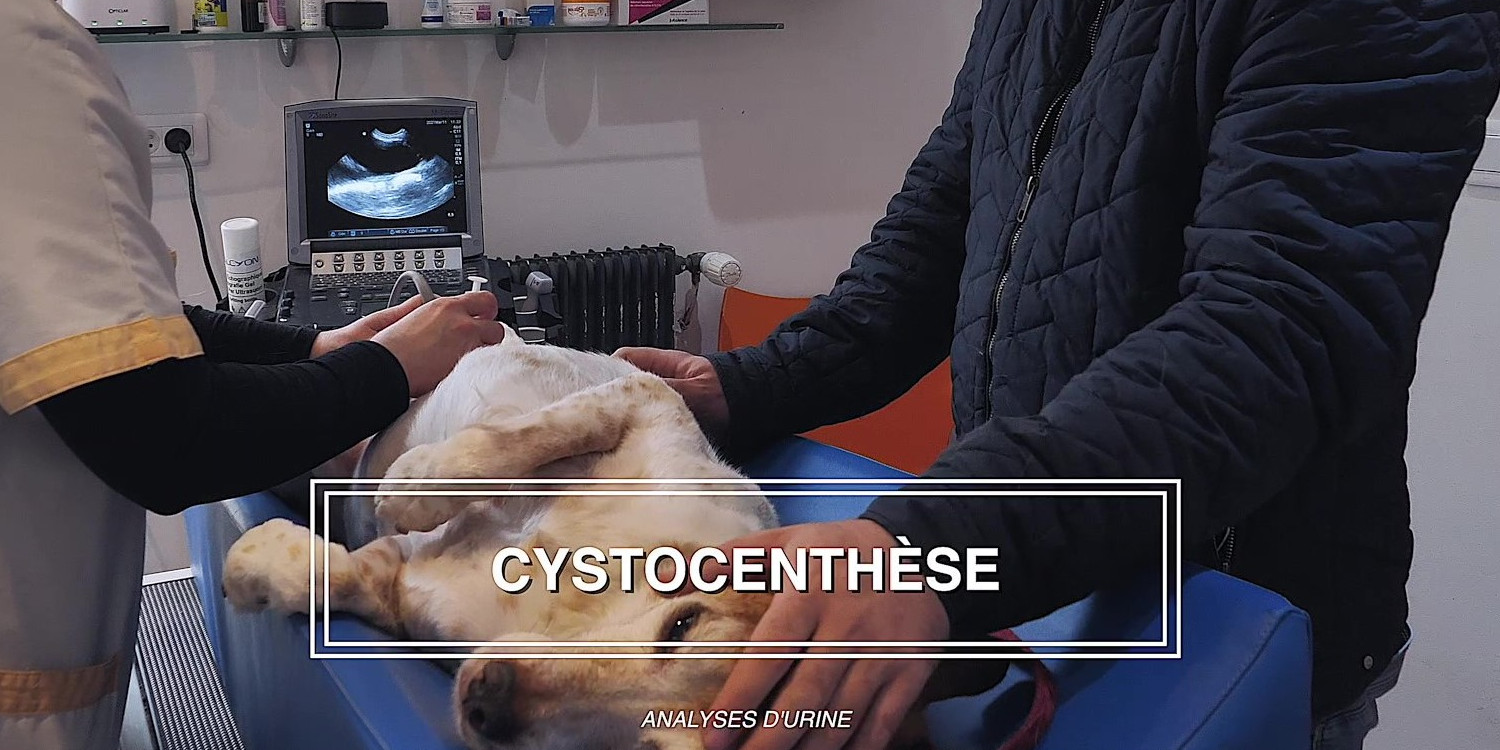 O'ptits soins-4k_Moment Cystocenthèse 