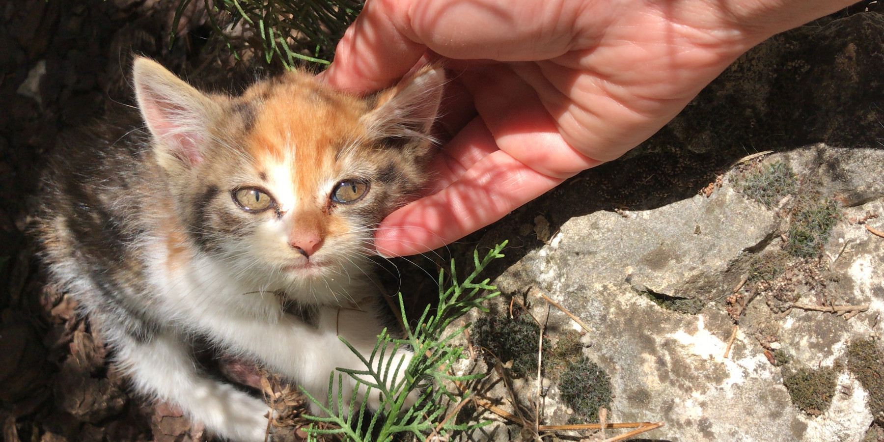 UCPE2938chaton.avant2