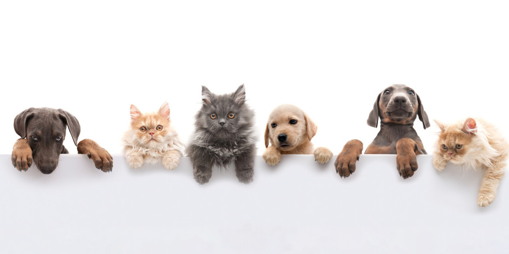 veterinaire de garde vétérinaire à domicile Saint-Mandrier véto mandrié chat chien lapin urgence veterinaire autour de moi